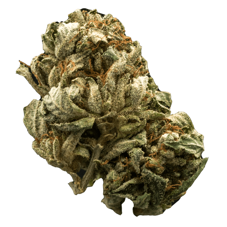 Chernobyl – 1 Ounce | BC Weed Edible Canada