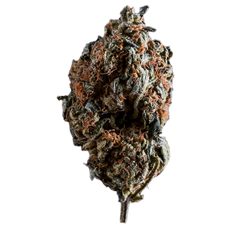 OG Shark | BC Weed Edible Canada