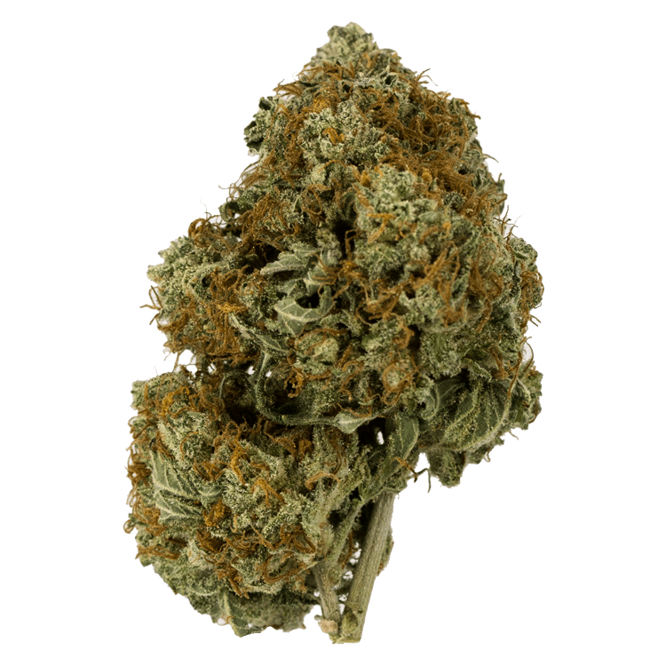 Thin Mint GSC – 1 ounce | BC Weed Edible Canada