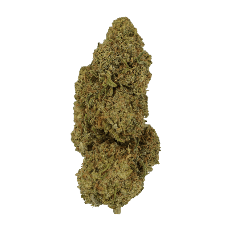 9lb Hammer | BC Weed Edible Canada