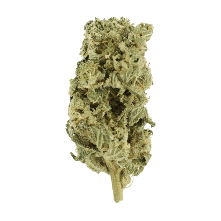 Night Terror | BC Weed Edible Canada