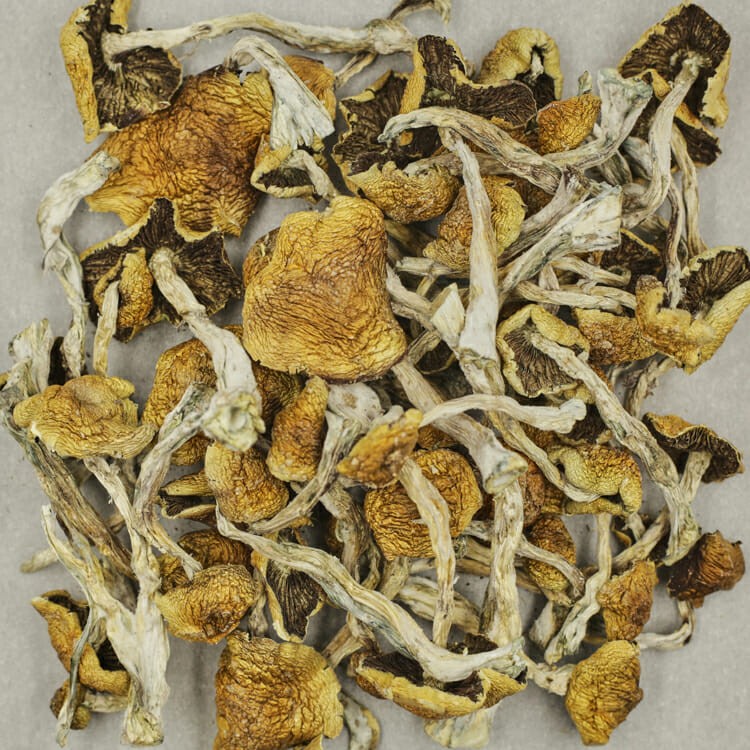 Wollygong | BC Weed Edible Canada