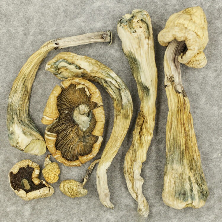 Atlantic Treasure Coast | BC Weed Edible Canada